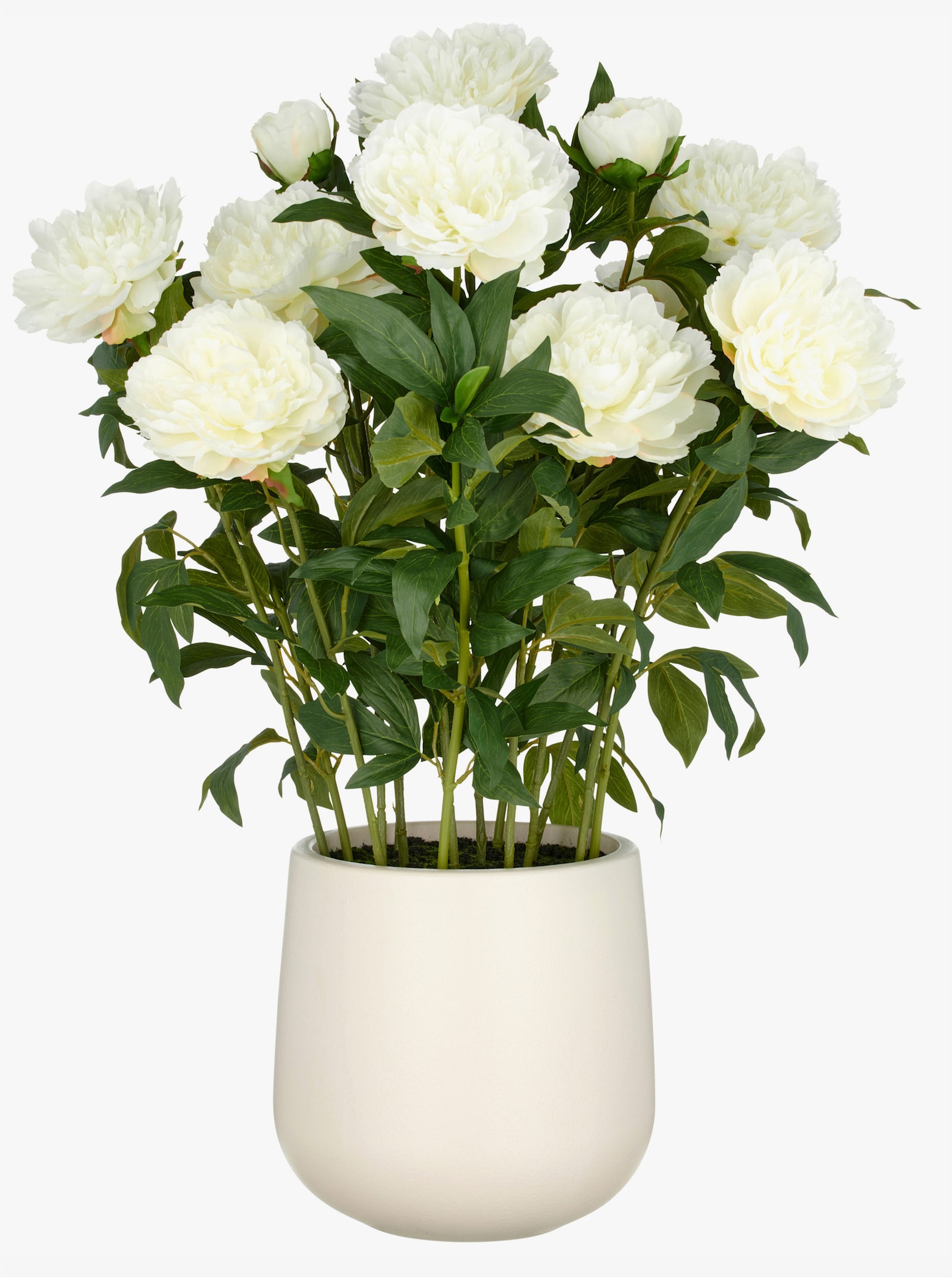Gasper Kunstpflanze - creme
