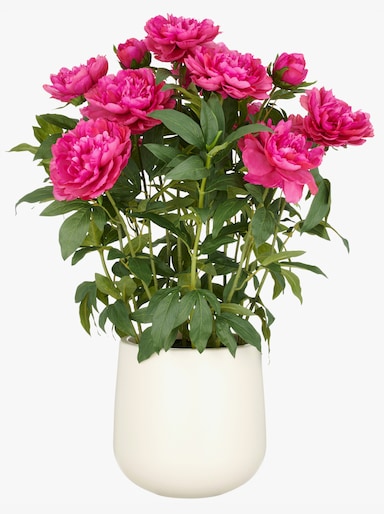 Gasper Kunstpflanze - fuchsia