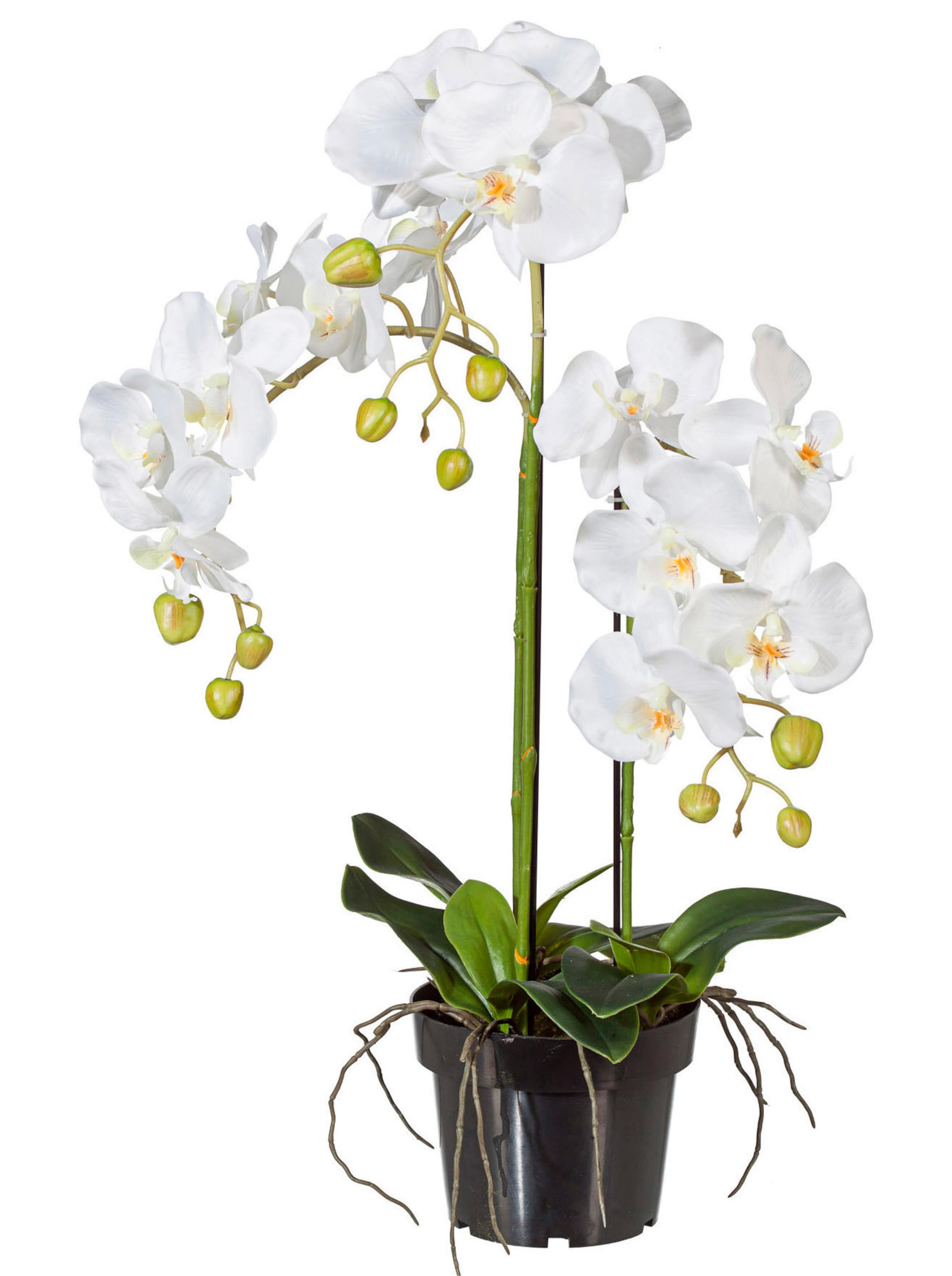 xE4;tter günstig Kaufen-Kunstpflanze in weiß von Gasper. Kunstpflanze in weiß von Gasper <![CDATA[Kunstpflanze Phalaenopsis. Täuschend echt und garantiert pflegeleicht! Blütenrispen, Blätter und Luftwurzeln sind detailgetreu dem Original nachempfunden und kaum von d