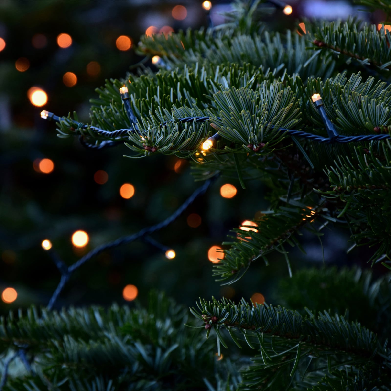 BONETTI LED-Lichterkette - rot