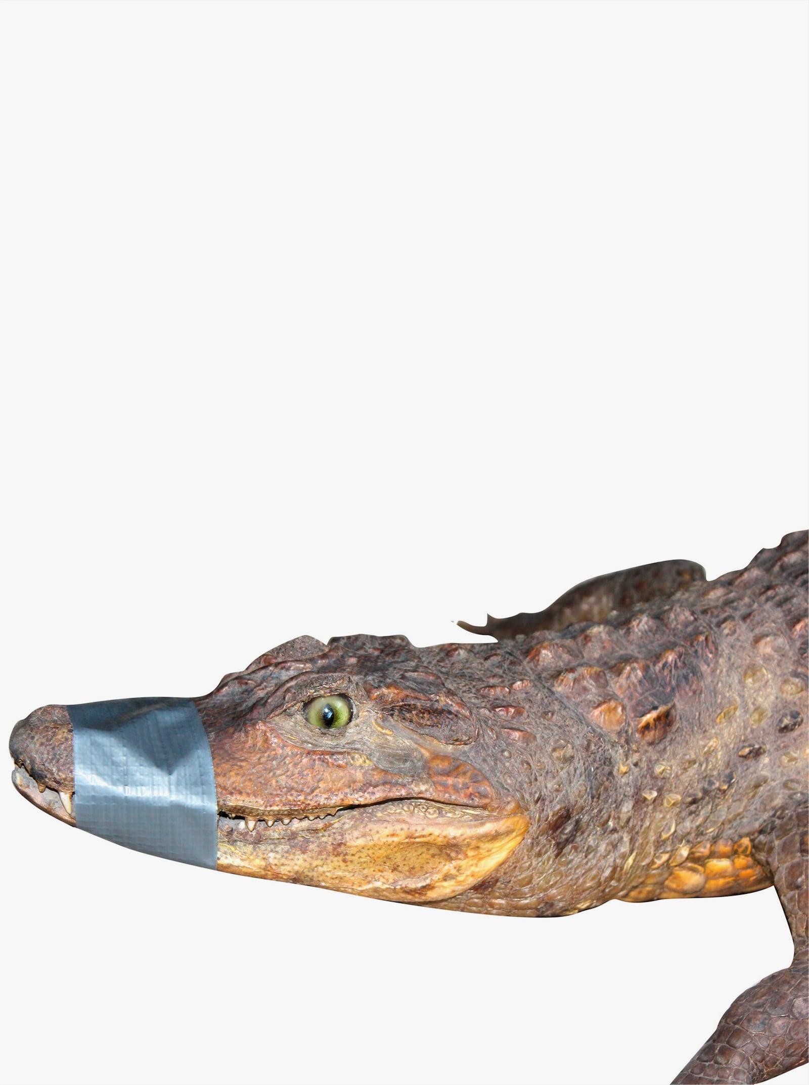 Pás–vz.aligát. - sivá